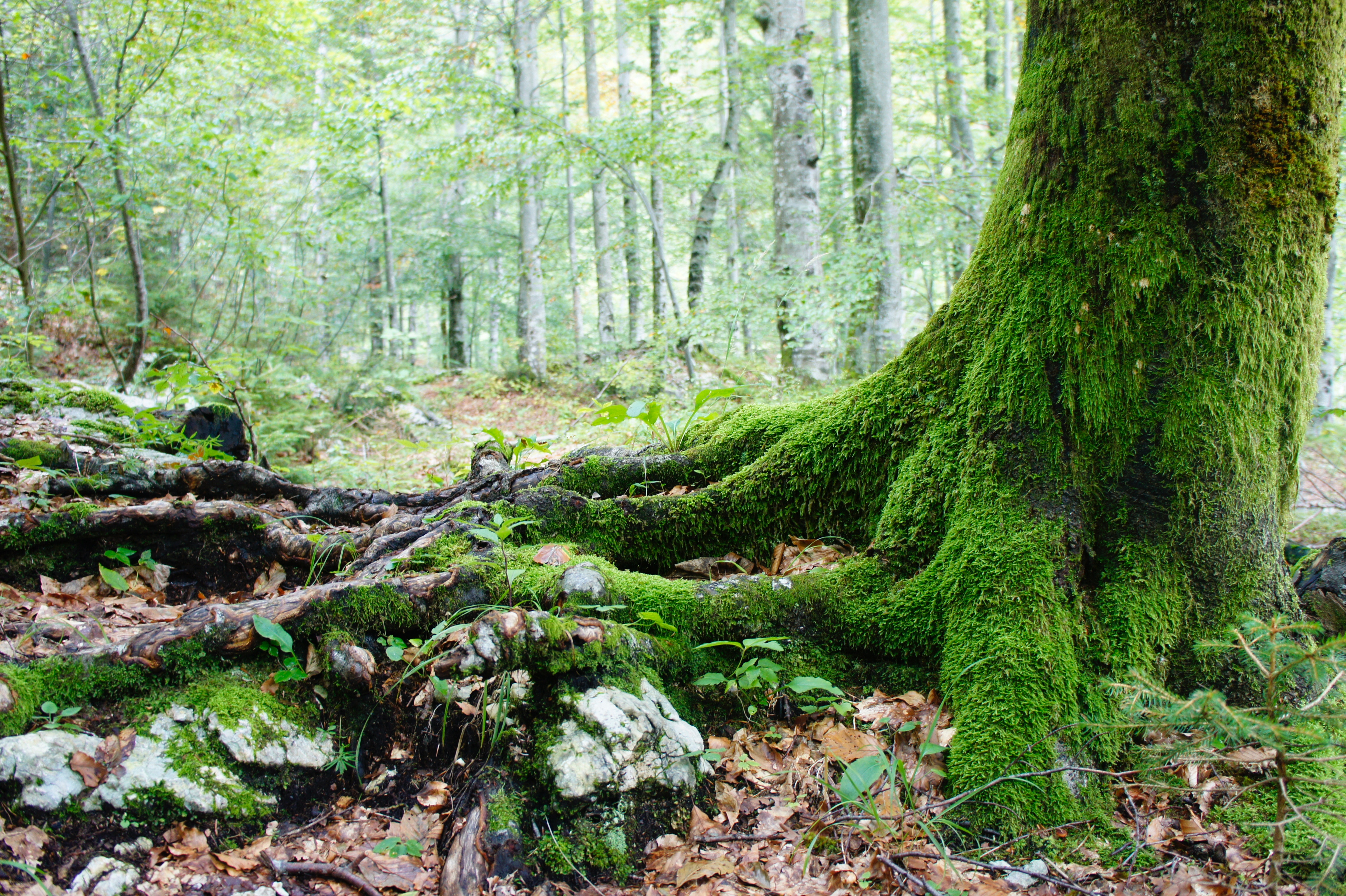 Woodland tree covered in moss