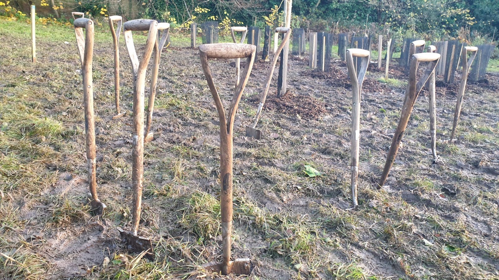 Wooden handles of spades stand out of the soil.