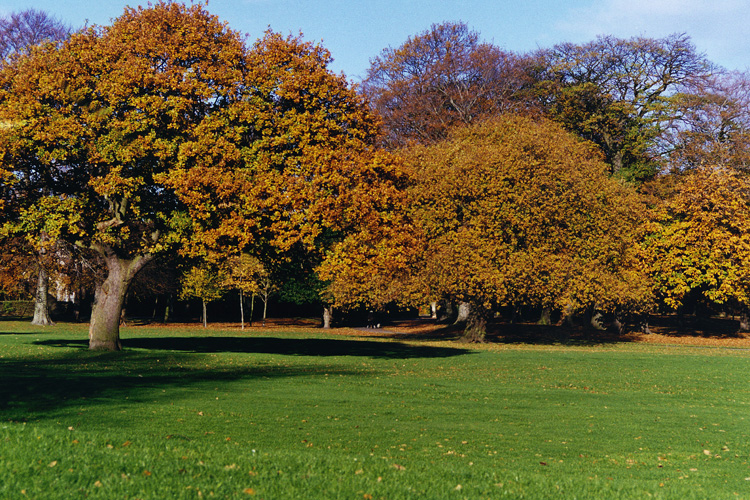 Sunny autumn day in a park with trees in the background.