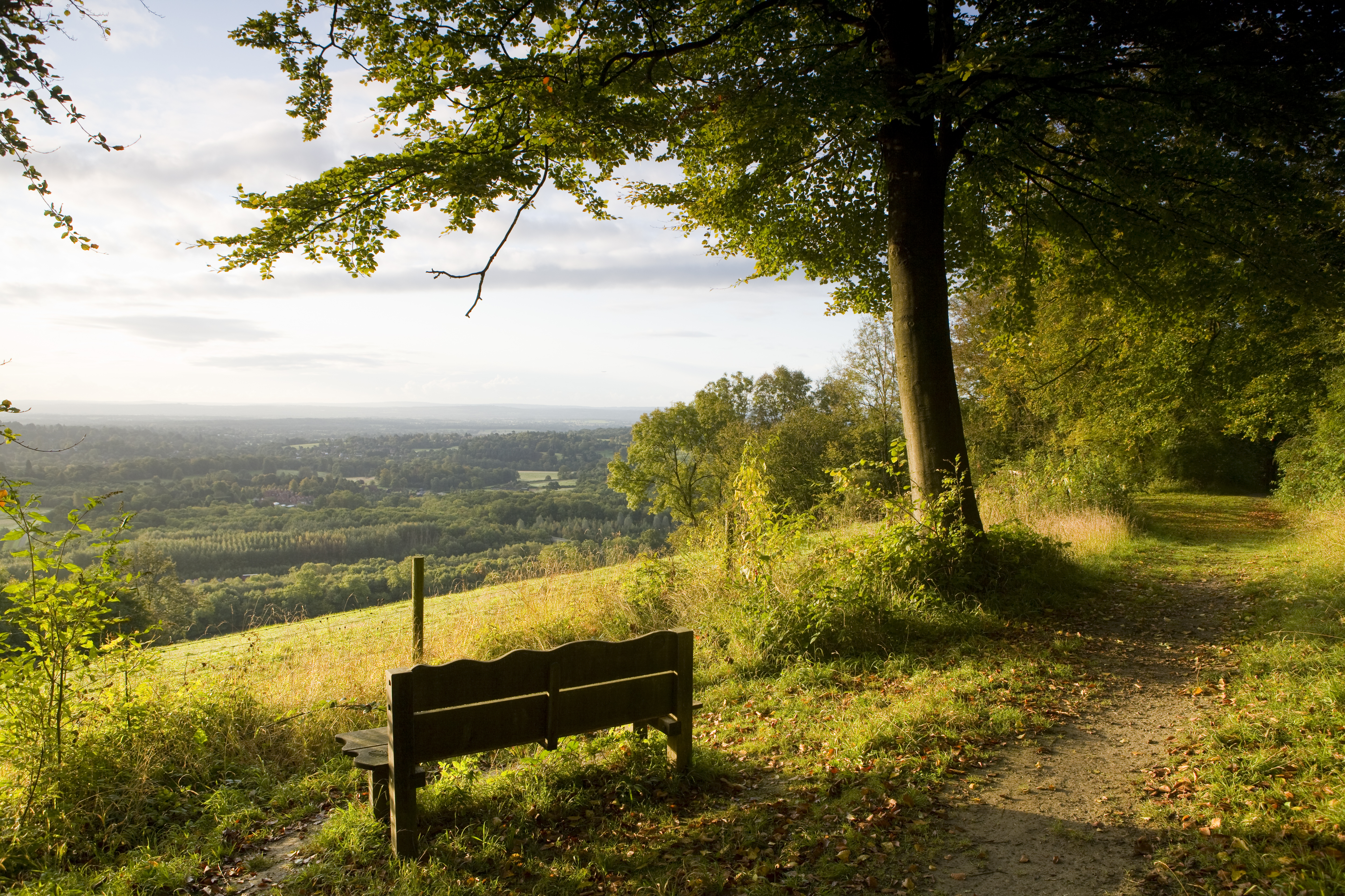 A bench under a tree sits in front of a view across woods and farmland.