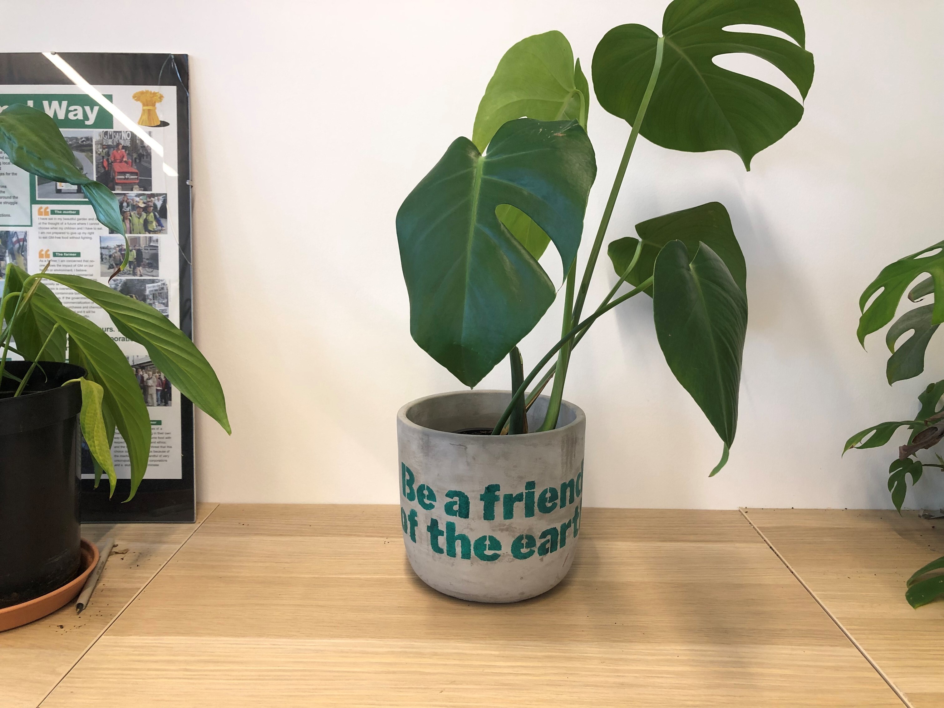 A beautiful green plant perched on a desk in a pot which reads "Be a Friend of the Earth"