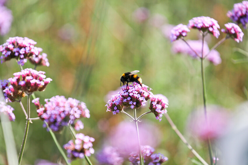 Bee collecting pollen from wildflowers A bumblebee collecting pollen from purple wildflowers