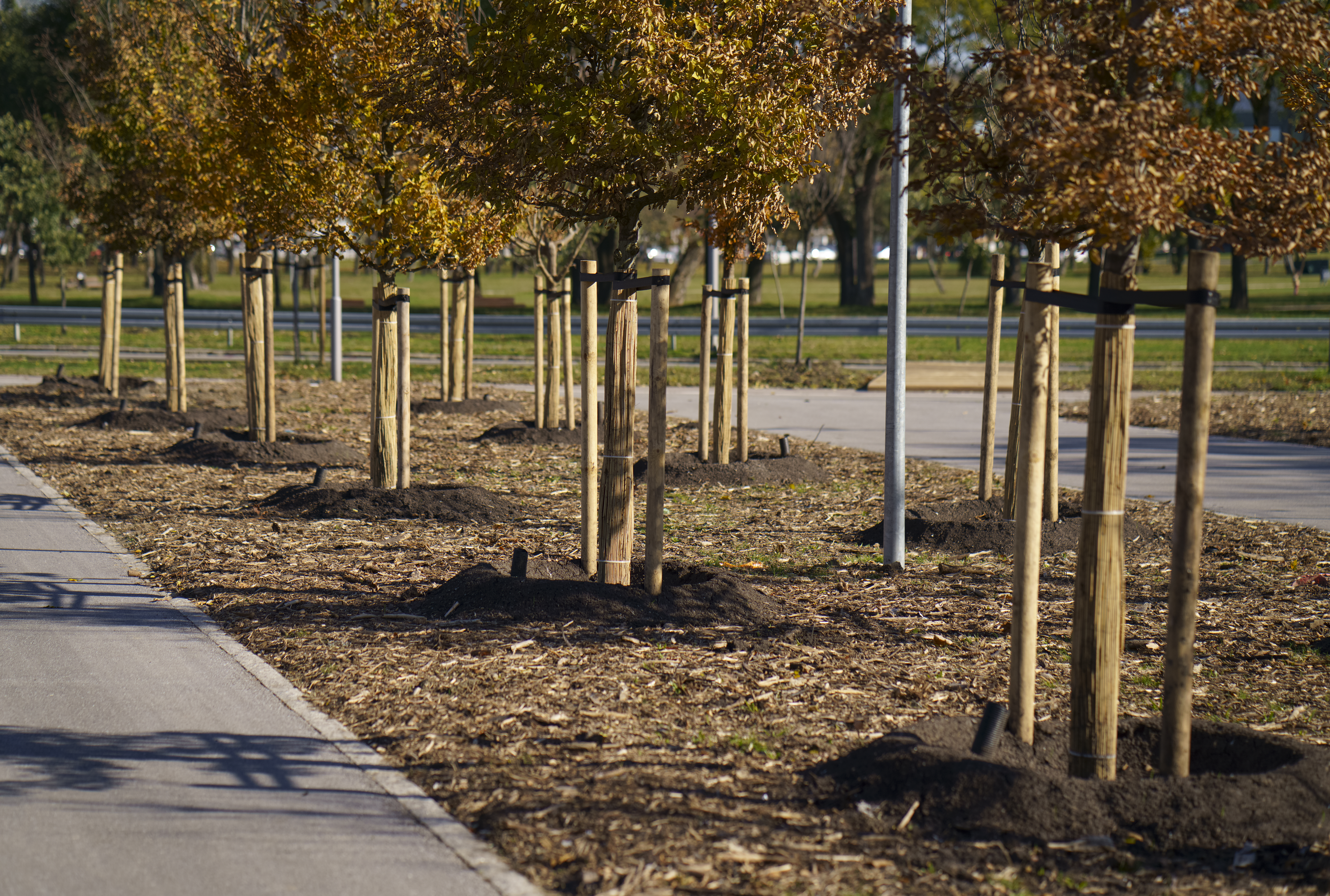 A row of newly planted trees down a strip of land between two roads, with a park in the background