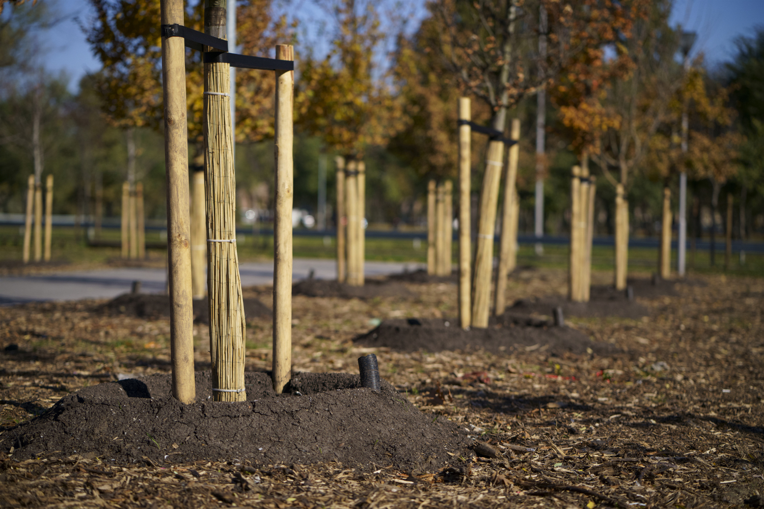 A row of newly planted trees in an urban environment A row of newly planted trees down a street