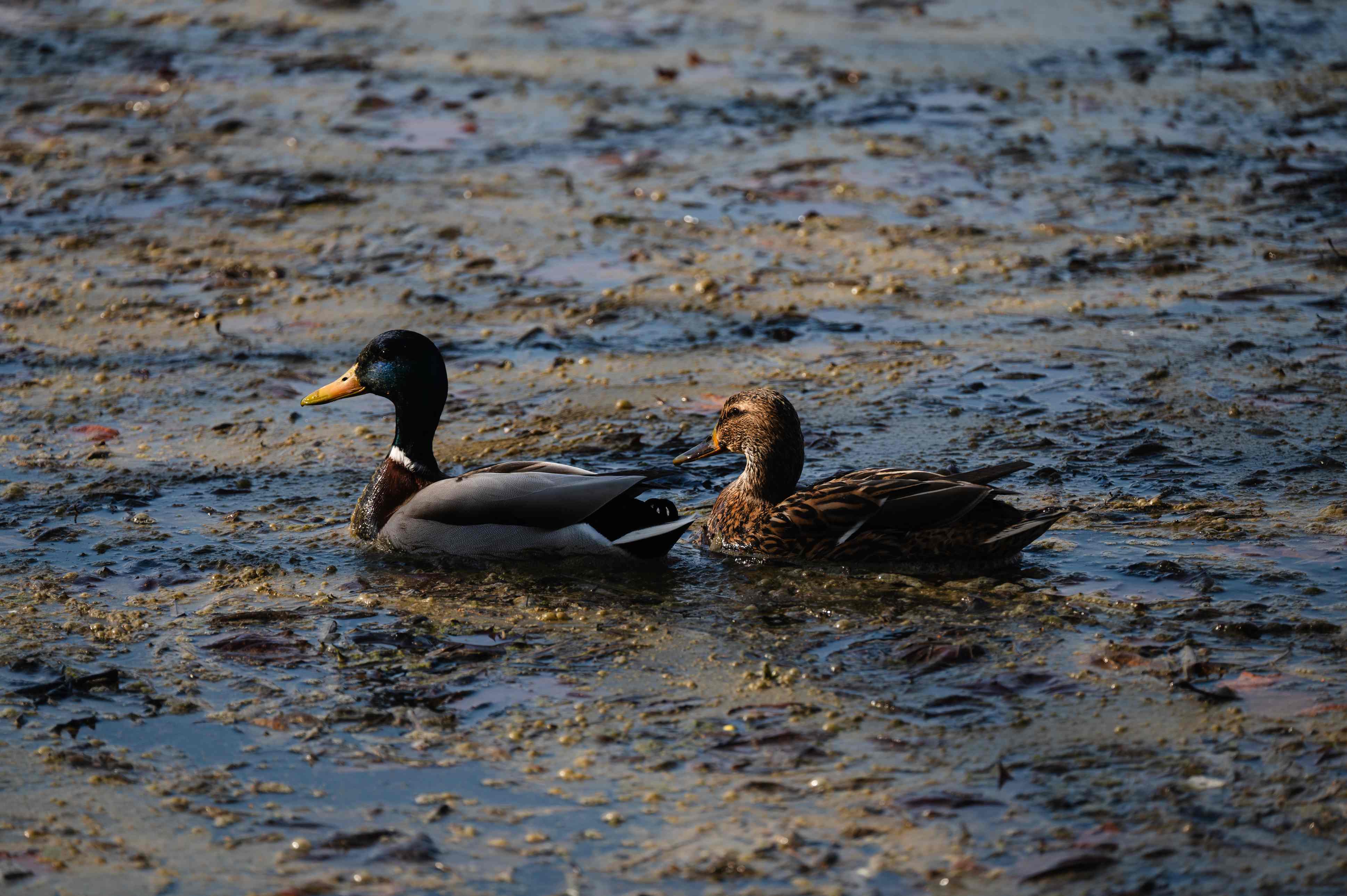 Two mallard ducks swim through brown, polluted water