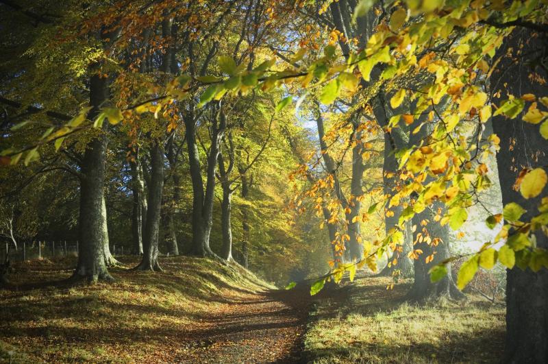 Trees in autumn