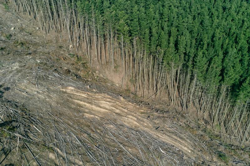 An image of beautiful forest on one side, and the other side woodland chopped down and destroyed. It shows the stark impact of deforestation. 