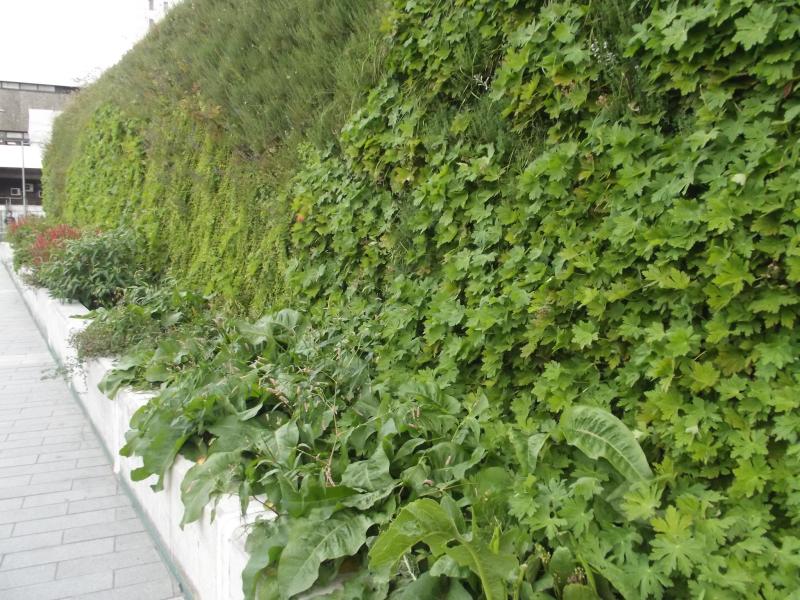 A living wall of plants at Birmingham New Street station