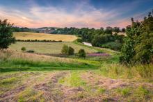 Field near Lesbury in Northumberland