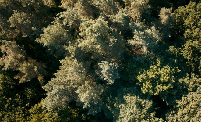 UK 100 seconds, aerial shot of deciduous woodland