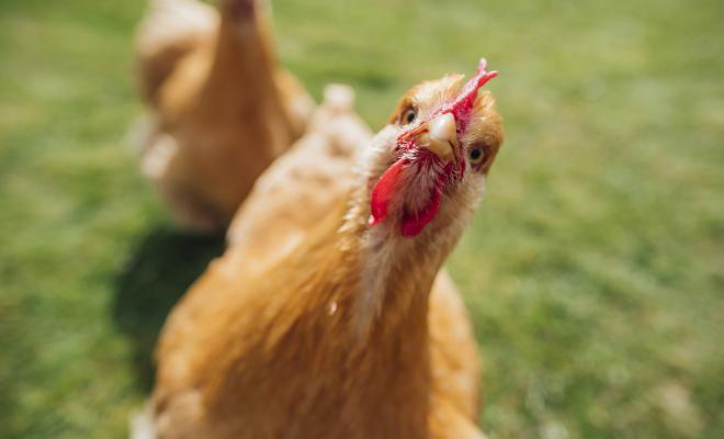 A chicken in a field cocking its head and looking at the camera